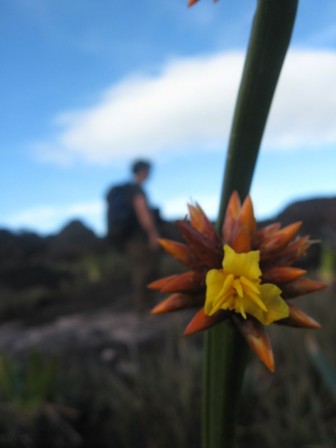 gran_sabana_small-35.jpg, nov. 2009 gran_sabana_small-35.jpg