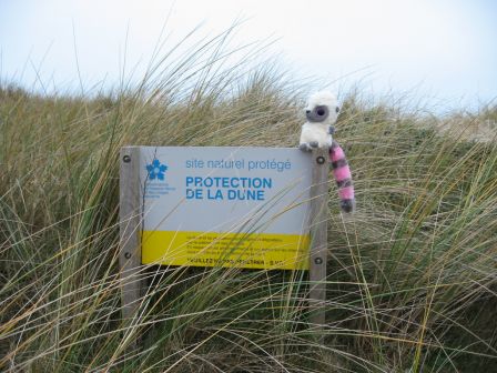 Protection de la dune